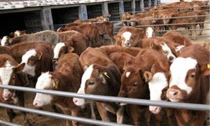 2021年肉牛养殖企业成本及利润情况预测