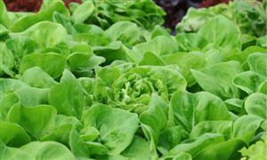 2020年12月鲜菜价格环比上涨8.5% 蔬菜其供应基地规模化发展不断扩大