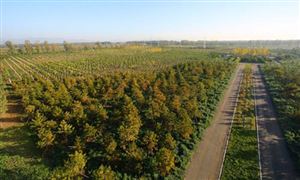 广西2021年计划造林种草155万亩 植树造林产业正在向着现代化迈进